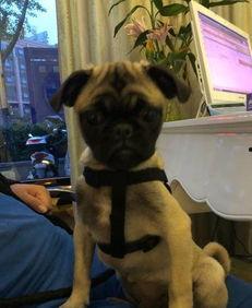 巴哥爆料最新人物图片